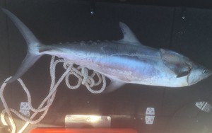 Đang đi câu, người phụ nữ bị cá 10 kg bay lên cắn đứt cổ