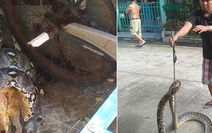 Video: Trăn khủng đột nhập vào nhà dân bắt mèo