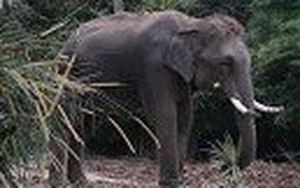 Video: Xót xa voi mẹ miệt mài hơn 24 tiếng cứu voi con đã chết