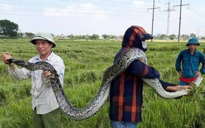 Con trăn "khủng" người dân bắt khi gặt lúa trên cánh đồng được thả về tự nhiên