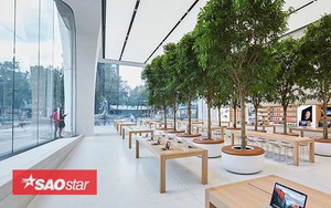Bí mật khiến ai cũng phải bất ngờ về những chiếc bàn gỗ trong tất cả cửa hàng Apple Store