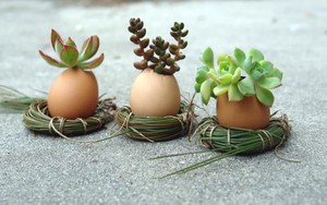 Cách tự làm khu vườn mini xanh tươi và sống động từ vỏ trứng vừa rẻ vừa đẹp