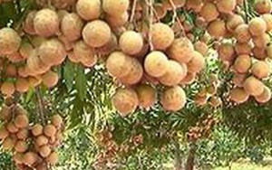 Cháu bé chết tức tưởi khi ăn nhãn