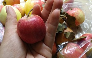 Táo mini Trung Quốc đội lốt “táo mèo” Hà Giang