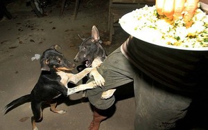 Nhìn những bức ảnh đầy cay đắng và xót xa này, bạn sẽ thề không bao giờ ăn thịt chó nữa!