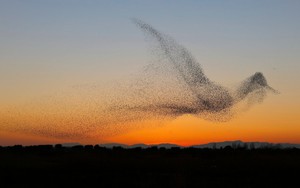 24h qua ảnh: Đàn chim sáo đá bay thành hình chim "quái vật" khổng lồ