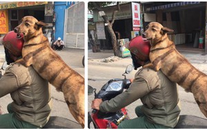 Chú chó sở hữu chân mày "chuẩn hot trend" vừa ngồi xe vừa lè lưỡi lêu lêu người đi đường