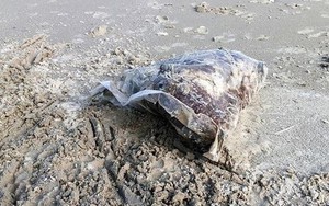 Thịt động vật đóng gói phân hủy mạnh dạt bất thường vào bờ biển TT-Huế