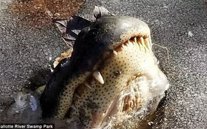Mỹ: Đầm lầy kết băng, cá sấu tự "hóa đá", trồi mõm qua khe nứt hẹp