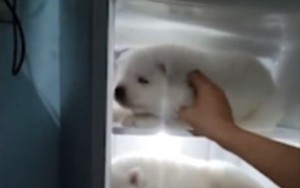 Clip thanh niên Việt đặt 3 chú chó con vào tủ lạnh tránh nóng được lên báo Tây