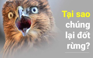 Diều hâu lửa tăng cường... đốt rừng, nước Úc thiệt hại nặng