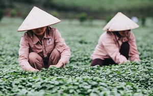 Giải mã loại cây dại được "đổi đời" thành rau organic trong trang trại đẳng cấp quốc tế