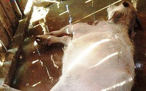 Hơn 30 con gia súc bị chết rét ở vùng cao Yên Bái