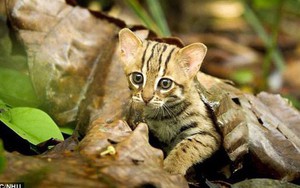 Thước phim siêu hiếm về loài mèo nhỏ nhất thế giới: Bản năng bất chấp kích cỡ