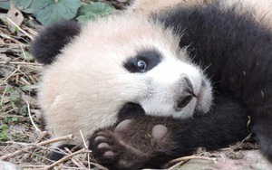 Loài gấu trúc "sắp nguy cấp" nhưng chúng sẽ được cứu nhờ vào một đặc điểm không ai ngờ tới