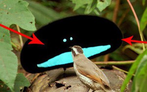 Không hề photoshop: "khối đen xì" kia chính là 1 loài chim sở hữu bộ lông bí ẩn nhất thế giới