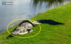Bất phân thắng bại: Trăn mốc quấn chặt cá sấu trên sân golf ở Mỹ