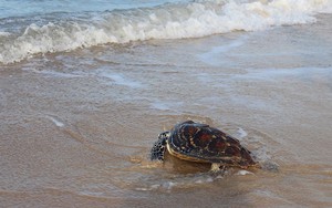 Thả rùa con rùa cực quý về biển