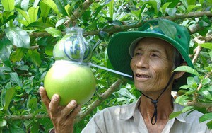 Trái cây miền Tây in chữ 'Phúc - Lộc - Thọ' đắt hàng trước Tết