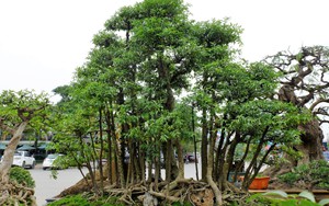 180 triệu đồng chậu bonsai “rừng mai chiếu thủy” hút tài lộc