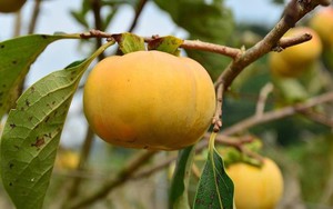 Ăn quả hồng, cần đọc kỹ những điều này