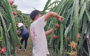 Tham tán thương mại Trung Quốc nói gì về hàng Việt?
