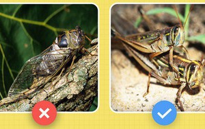 Xin chào! Tôi là dế mèn đây và các ông chưa biết tôi đặc biệt thế nào đâu
