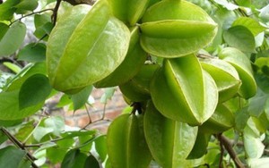 Khế chữa nhiều bệnh