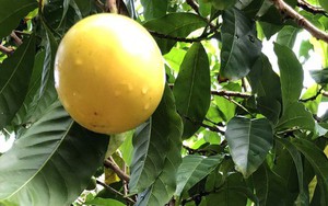 Lạ lùng vú sữa màu vàng óng, cho trái quanh năm