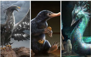 12 sinh vật huyền bí "hiếm có khó tìm" từng xuất hiện trong Fantastic Beasts And Where To Find Them (Phần 1)