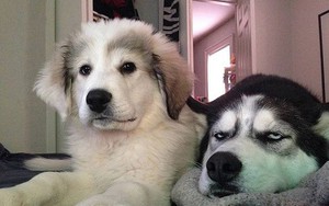 Những đặc điểm về ngoại hình và hành vi của giống chó Husky
