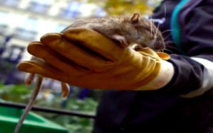 Phát hiện thêm ca lây viêm gan từ chuột