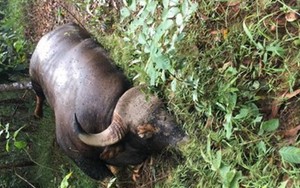 Bò tót hoang dã chết trong Khu Bảo tồn thiên nhiên văn hóa Đồng Nai