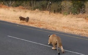 Thiếu cảnh giác, lợn rừng bị sư tử hạ sát trong ‘chớp mắt’