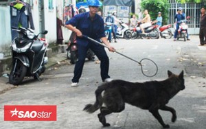 Đội săn bắt chó thả rông ở Hà Nội sẽ hoạt động vào đầu năm 2019