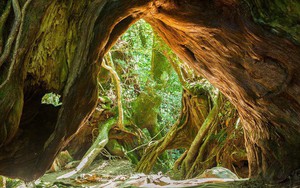Mãn nhãn với khu rừng cổ tích đẹp lộng lẫy trên hòn đảo mưa không nghỉ ở Nhật Bản
