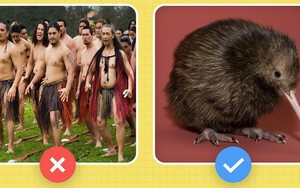 Xin chào! Tôi là chim kiwi biểu tượng của New Zealand và tôi "dị" hơn các ông tưởng nhiều đấy