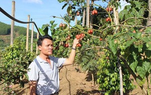 Cà chua thân gỗ: Ế hay không đủ cung?