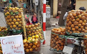Bưởi cam quýt vỡ quy hoạch thi nhau rớt giá, nông dân vỡ trận