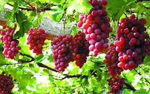 Công dụng chữa bệnh của trái nho và các chế phẩm từ nho