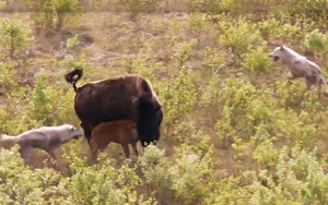 Bò bison chiến đấu với đàn chó sói để bảo vệ con