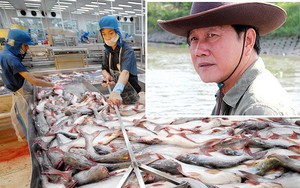 Vua cá Dương Ngọc Minh tìm lại danh tiếng đã mất