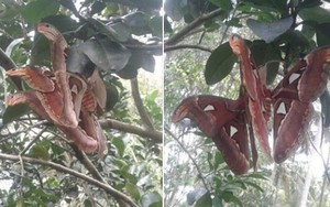 Bức ảnh sinh vật lạ "bươm bướm lai rắn nâu" đậu trên cây bưởi khiến dân mạng hoang mang tranh cãi