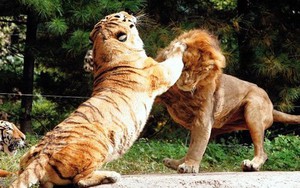 Hỏi cực khó: Hổ và sư tử đánh nhau, con nào sẽ thắng?