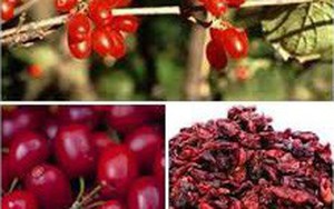 Bài thuốc chữa phì đại tiền liệt tuyến
