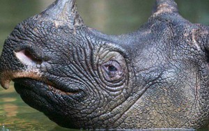 Tê giác một sừng có nguy cơ bị 'xóa sổ' sau thảm họa sóng thần tại Indonesia