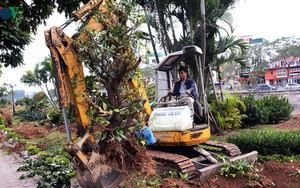 Ngày đêm chuyển cây, xén dải phân cách mở rộng vành đai 2, 3 ở Hà Nội