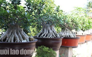 Ngắm “kiểng sứ chân dài” giá 40 triệu vẫn cháy hàng trước Tết