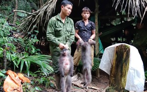Bắt quả tang 5 đối tượng bắn chết cặp vợ chồng voọc quý đang mang thai