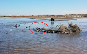 Hơn 1.200 con chim chết la liệt tại hồ nước ở Mỹ: Tiết lộ nguyên nhân đáng lo ngại
